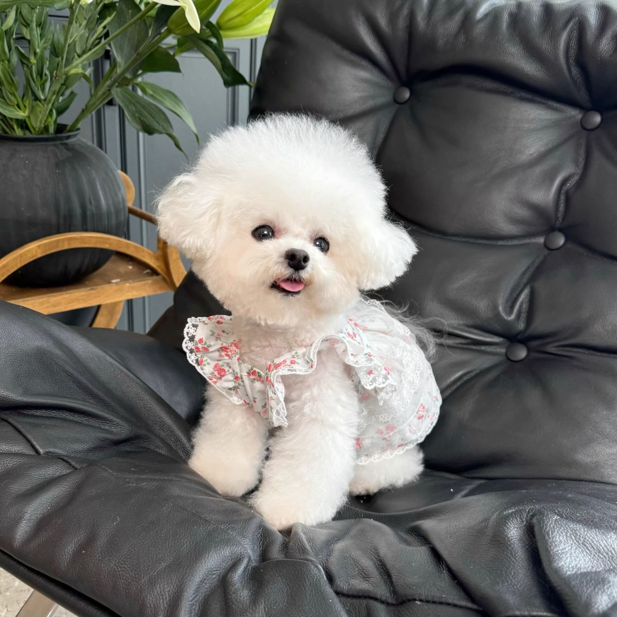 Floral Dog Dress with Lace Ruffles And Red Rose Pattern